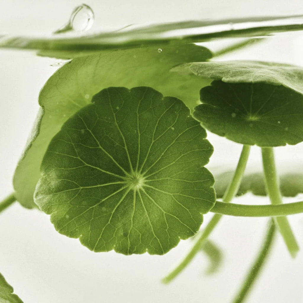 Beauty of Joseon Light On Serum Centella + Vita C 30 ml
