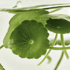 Beauty of Joseon Light On Serum Centella + Vita C 30 ml