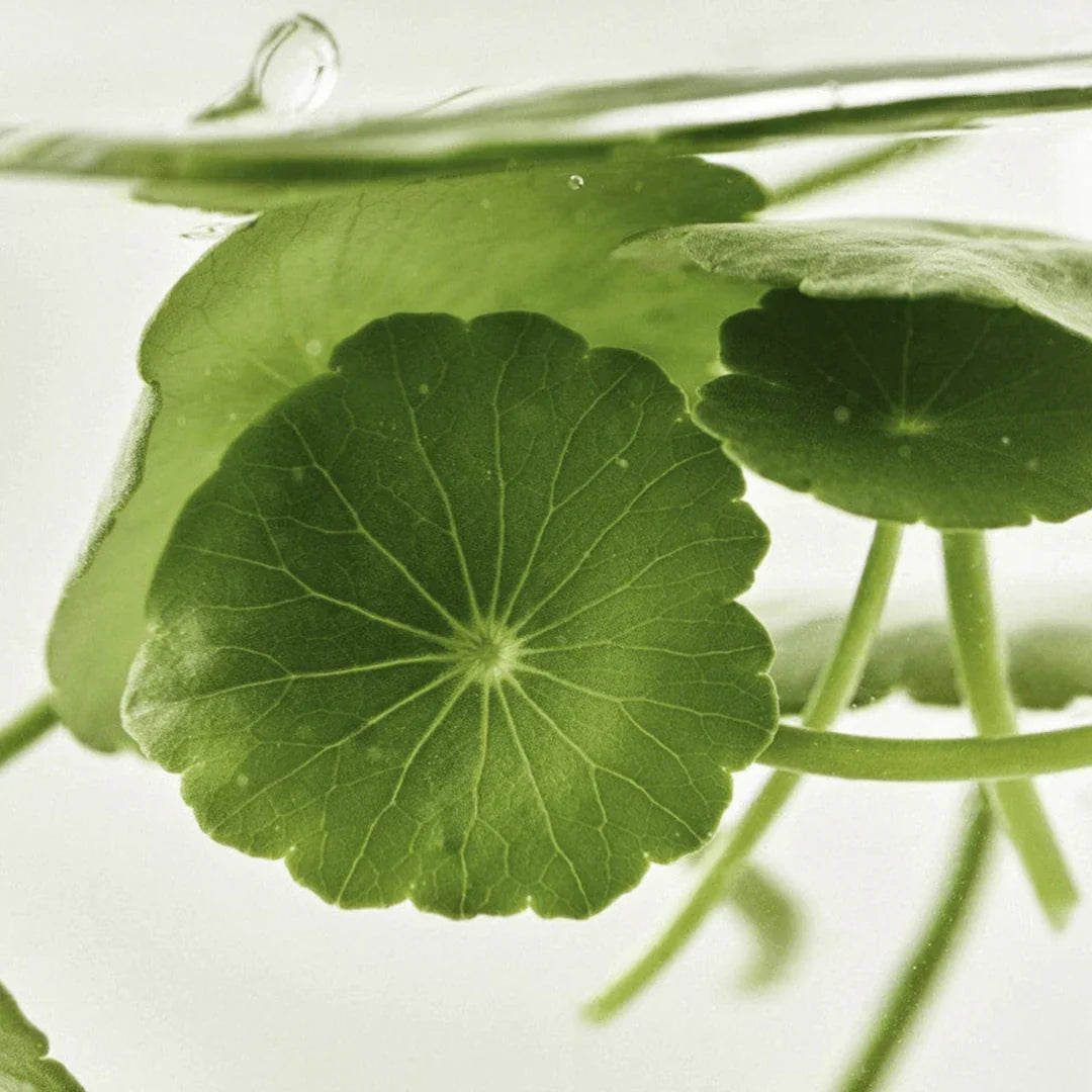Beauty of Joseon Light On Serum Centella + Vita C 30 ml